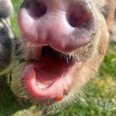 Ruby'S Retreat! Farm Stay! North Devon! Sleeps 6! Beaches Exmoor! Barnstaple Exterior foto