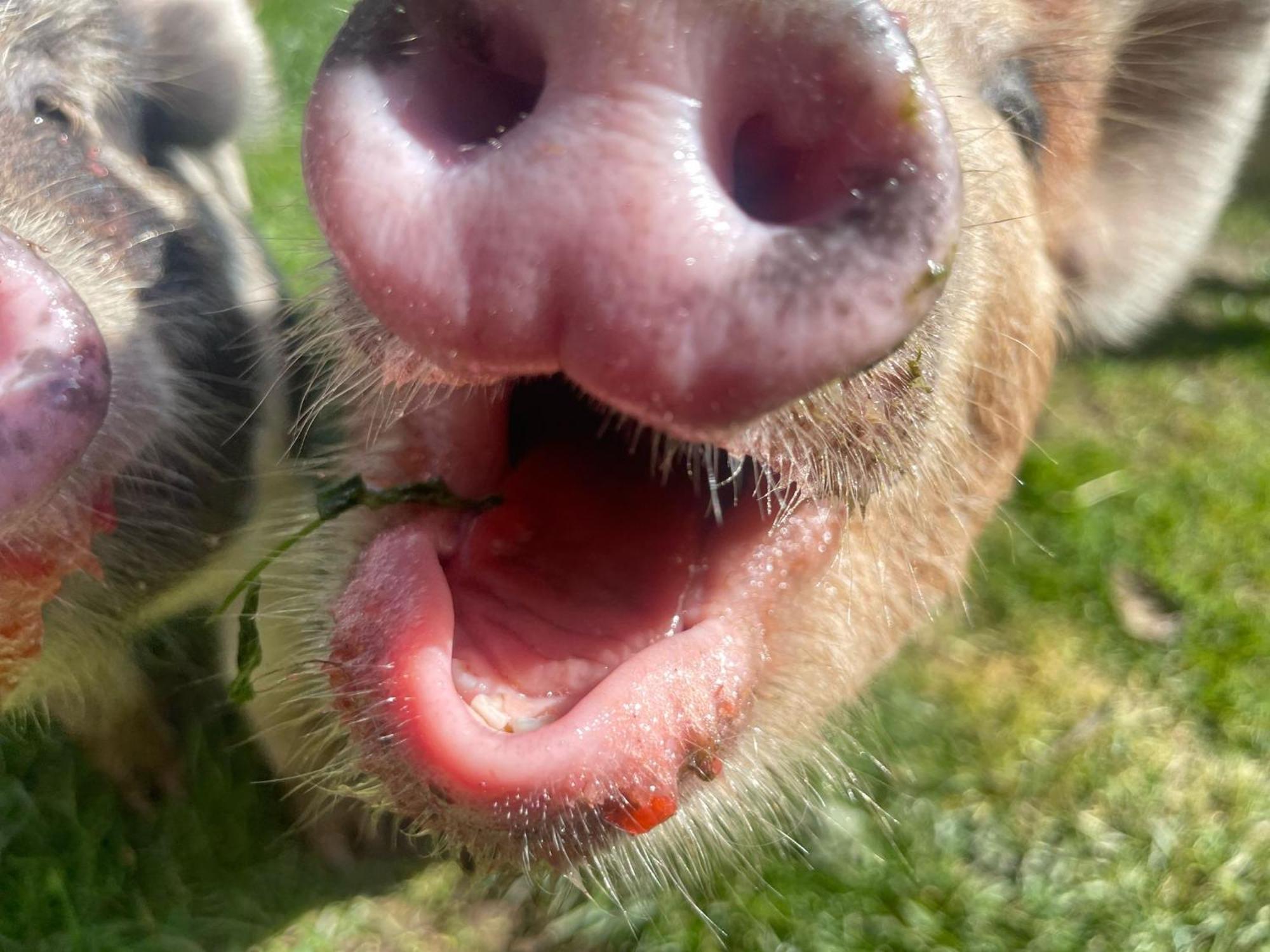 Ruby'S Retreat! Farm Stay! North Devon! Sleeps 6! Beaches Exmoor! Barnstaple Exterior foto